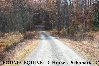 FOUND EQUINE: 3 Horses Schoharie Co Near Richmondville, NY, 12149